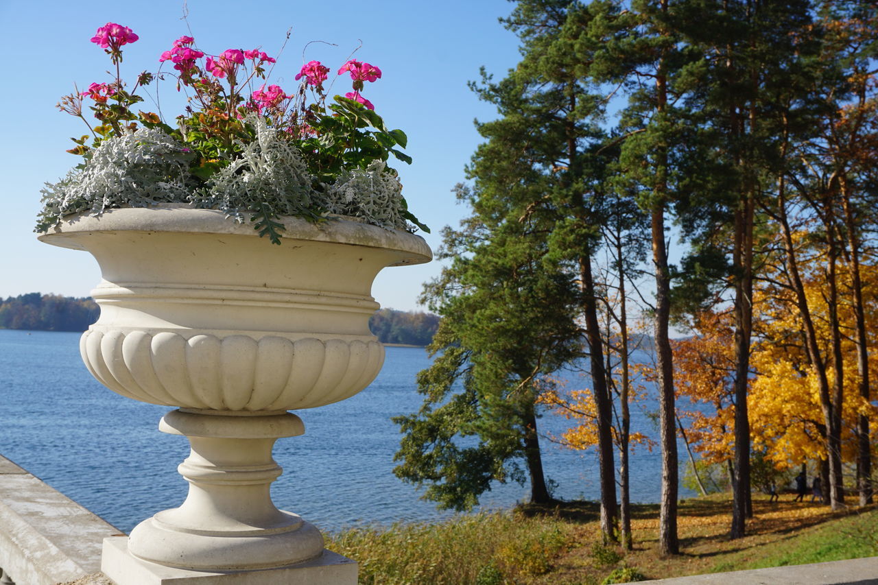 LOW ANGLE VIEW OF FLOWERING PLANTS IN PARK