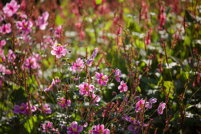 Close-up of pink flowers blooming outdoors