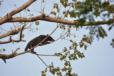 Low angle view of bird perching on tree against clear sky