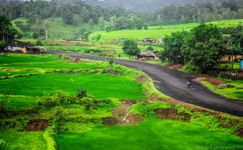 Scenic view of agricultural field