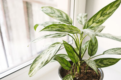 plant