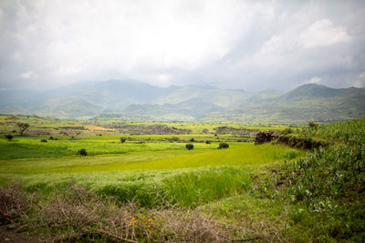 Scenic view of field against sky