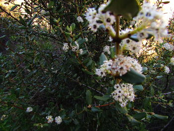 Close-up of flowers growing on tree