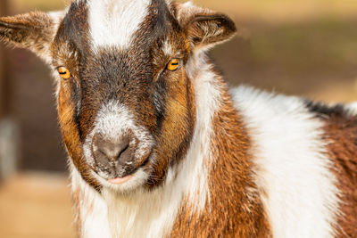 Close-up portrait of a horse