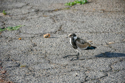 High angle view of bird perching on road