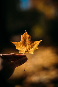 Close-up of hand holding maple leaf