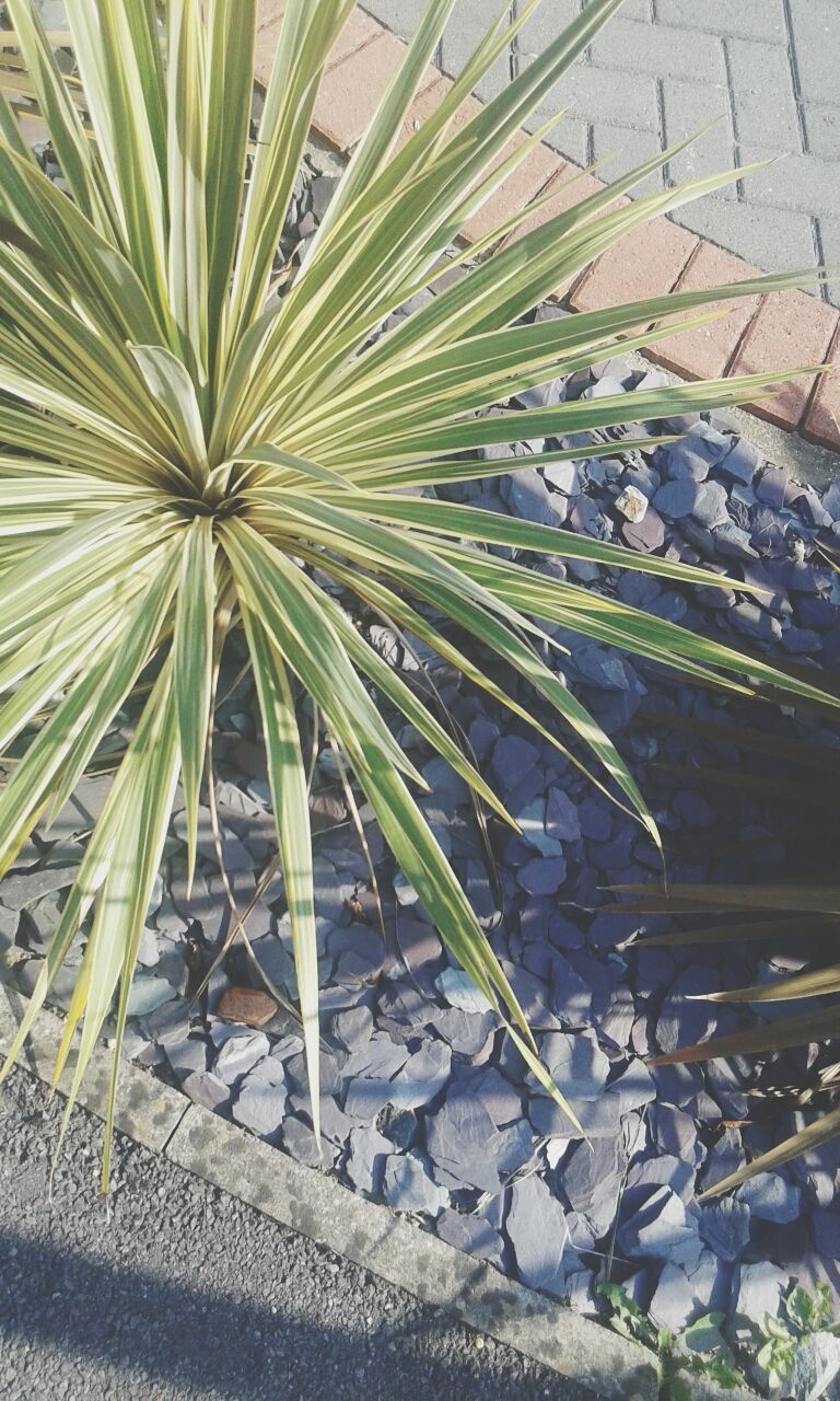 leaf, growth, plant, green color, palm tree, high angle view, nature, water, growing, day, outdoors, no people, tranquility, leaves, sunlight, close-up, beauty in nature, tree, rock - object, wet