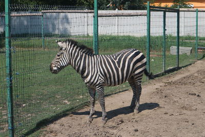 Zebra standing by tree in zoo
