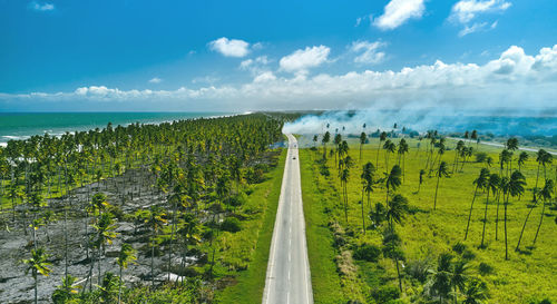 Beautiful caribbean road with palm trees along the coast of venezuela, aerial view.