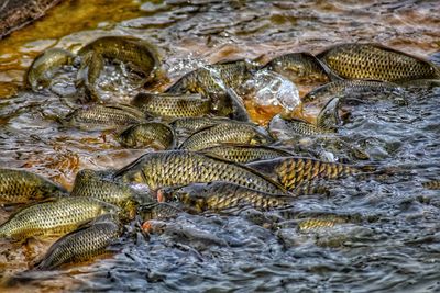 High angle view of fish in pond