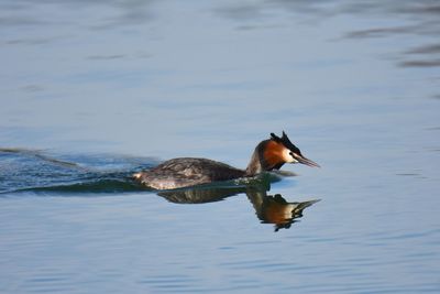 Side view of great crested grebe swimming in lake