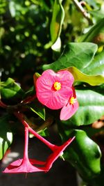 Close-up of pink flowers blooming outdoors