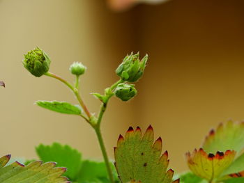 Close-up of plant