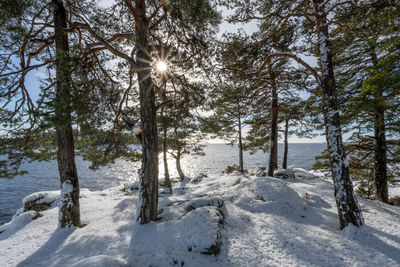 Trees on snow covered landscape