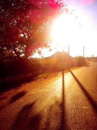 Sun shining through trees