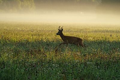 Side view of deer on field