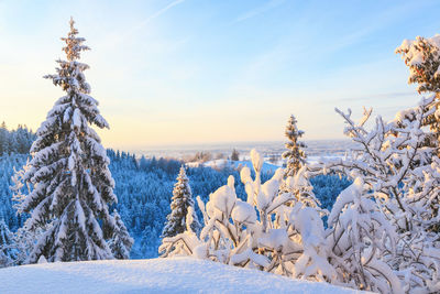 Snow covered land and trees against sky during winter