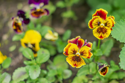 Pansy flowers in the garden