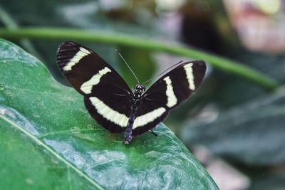 Close-up of butterfly on leaf