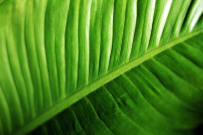 Full frame shot of palm leaves