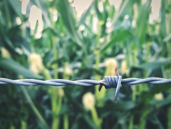 Close-up of bird on barbed wire