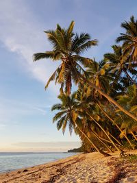 Palm tree by sea against sky