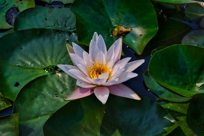 Close-up of lotus water lily in pond