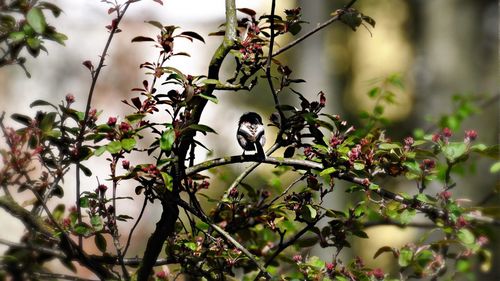 Close-up of bird perching on branch