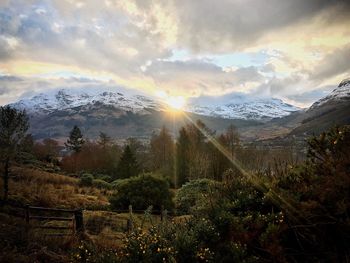 Close-up of illuminated trees against dramatic sky