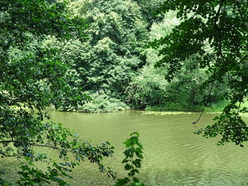 Scenic view of lake in forest