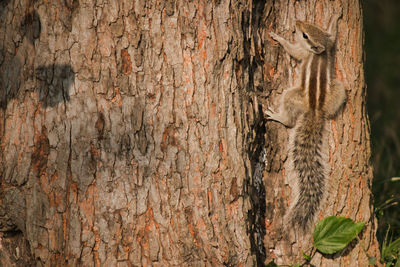 Full frame shot of tree trunk