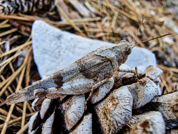 Close-up of insect