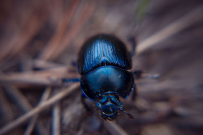 Close-up of insect