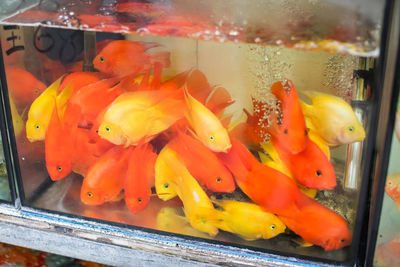 Close-up of fish in tank