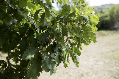 Close-up of fresh green plant