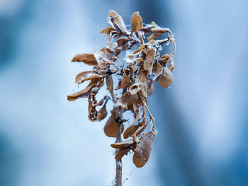 Close-up of dry plant during winter