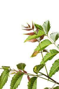 Low angle view of plant against clear sky