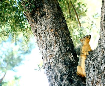 Low angle view of squirrel on tree