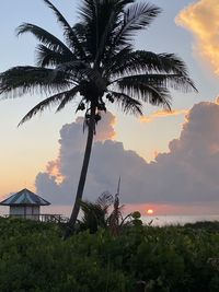 Palm trees by sea against sky during sunset