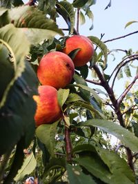 Low angle view of cherries on tree