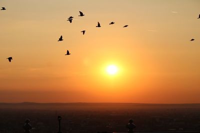 Silhouette of birds flying against sky at sunset