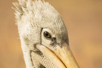 Close-up of a bird