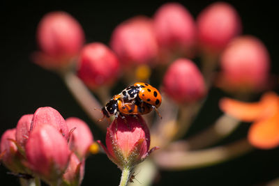 Close-up of ladybugs mating on red bud