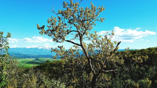 Trees growing on field against blue sky