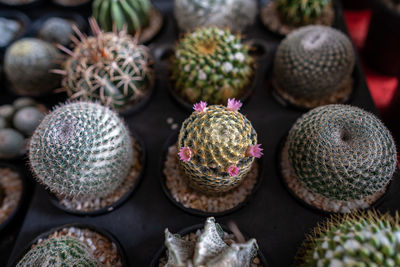 Set of cactus