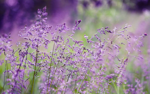 Close-up of purple flowering plants on field