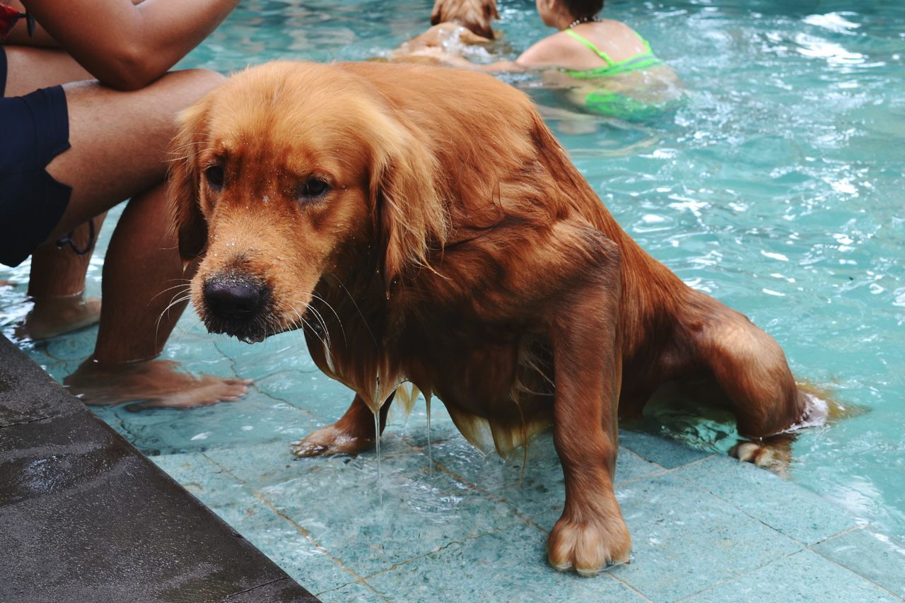 dog, pets, domestic animals, animal themes, mammal, water, one animal, low section, wet, high angle view, lifestyles, canine, person, standing, day, outdoors, pet leash, leisure activity