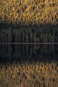 Scenic view of lake in forest