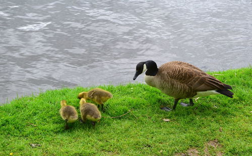 Ducks in lake