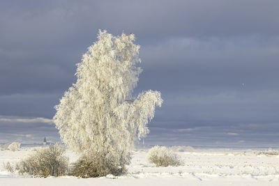 winter